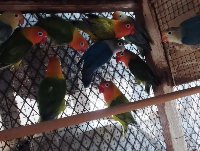 RINGNECK PIAR AUR LOVE BIRDS — photo 8