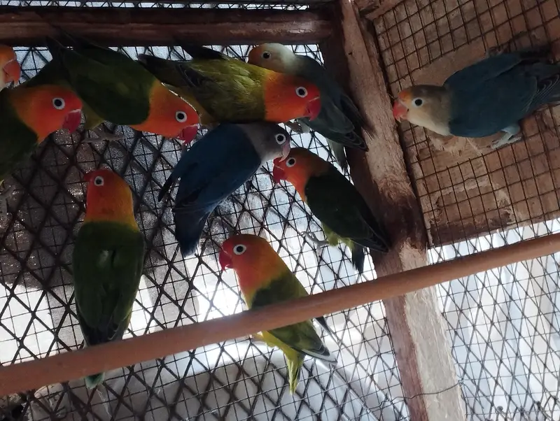 RINGNECK PIAR AUR LOVE BIRDS — photo 9