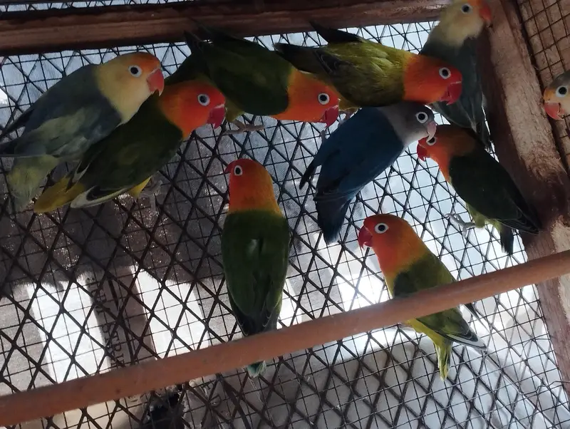 RINGNECK PIAR AUR LOVE BIRDS — photo 10