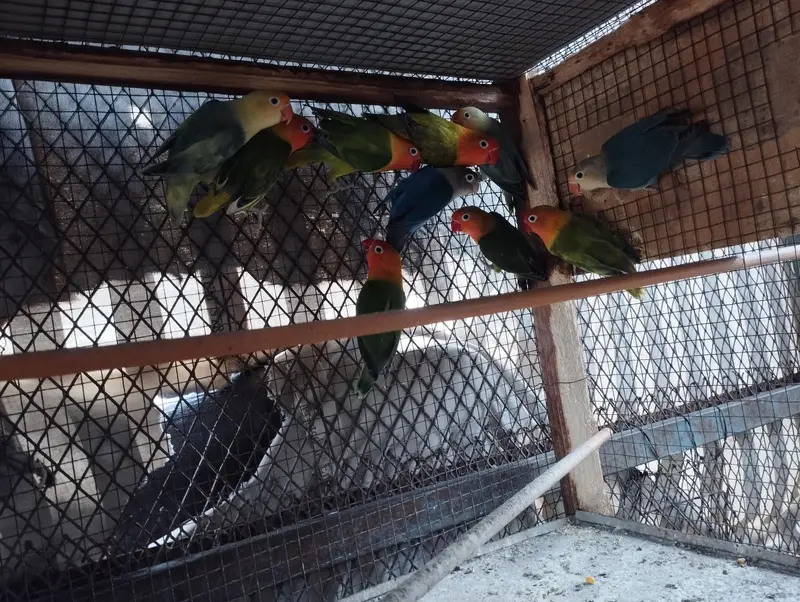 RINGNECK PIAR AUR LOVE BIRDS — photo 11