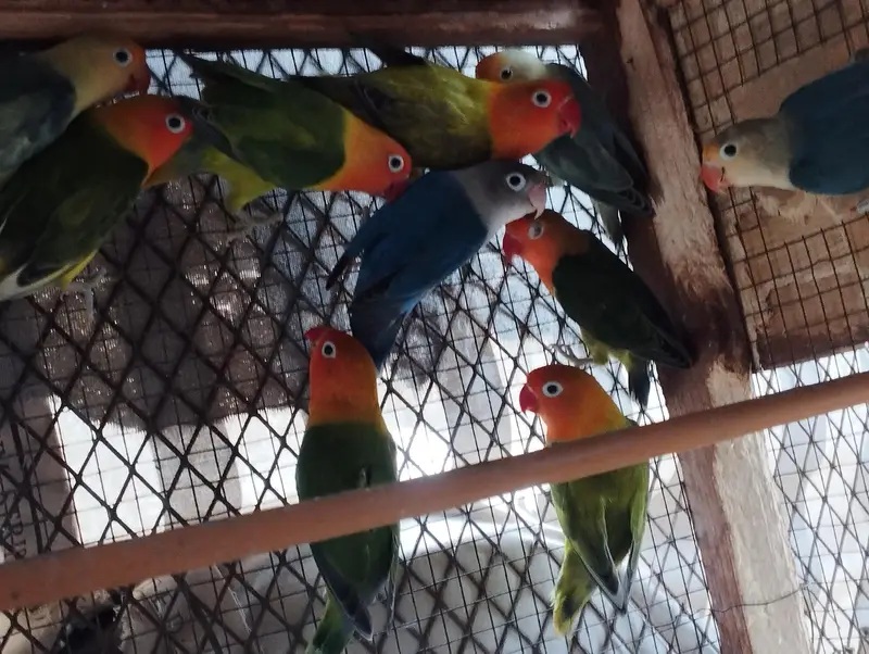 RINGNECK PIAR AUR LOVE BIRDS — photo 12