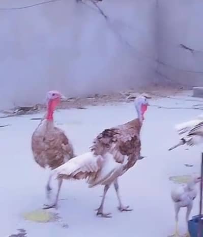 Turkey Birds