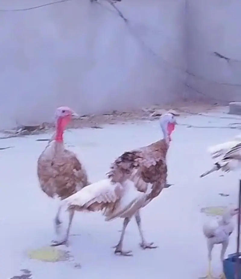 Turkey Birds