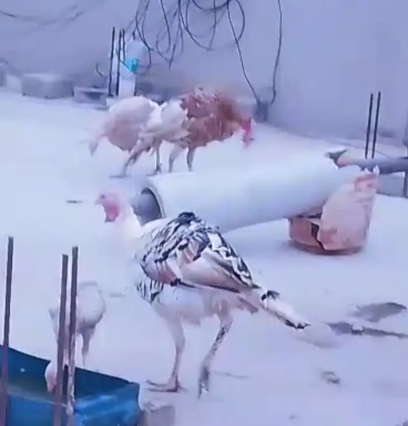 Turkey Birds — photo 2