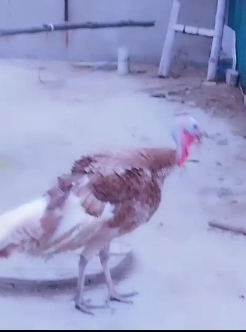 Turkey Birds — photo 4