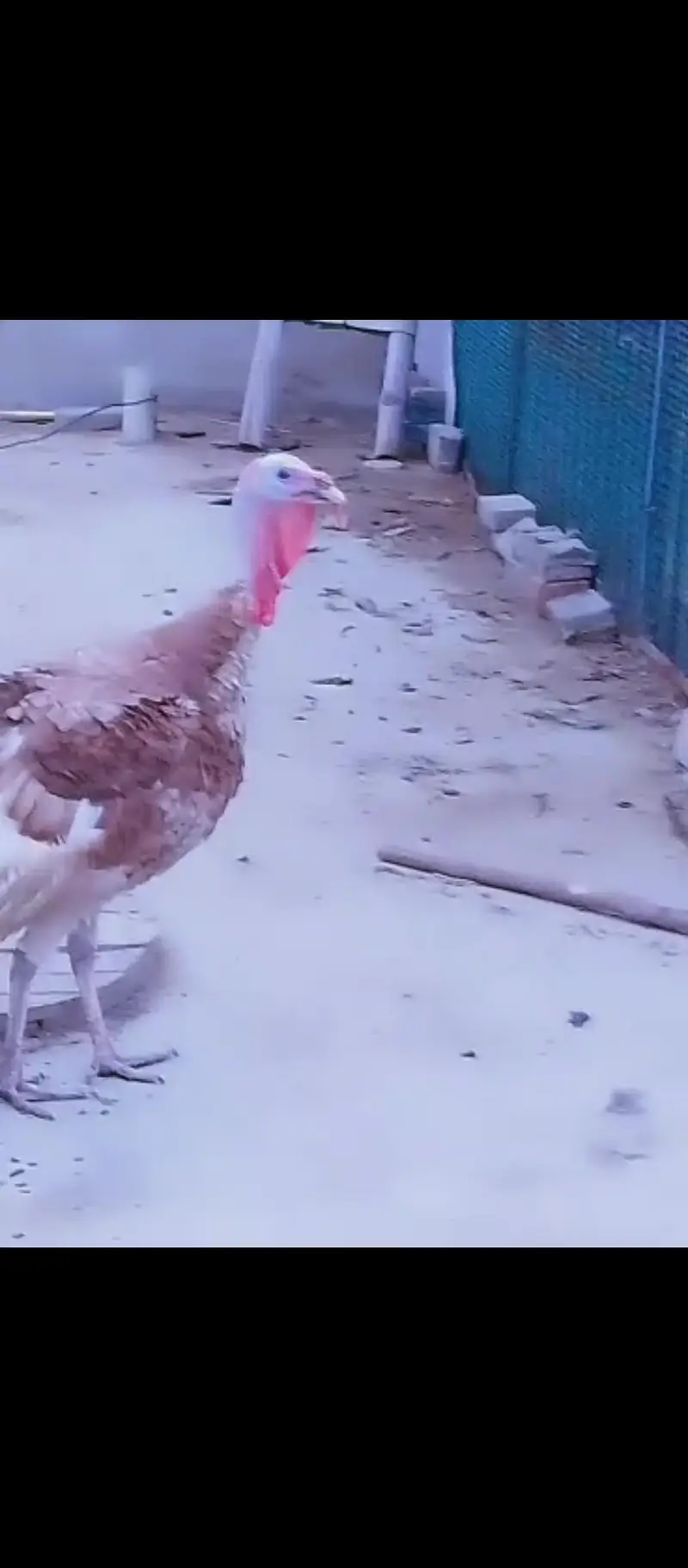 Turkey Birds — photo 5