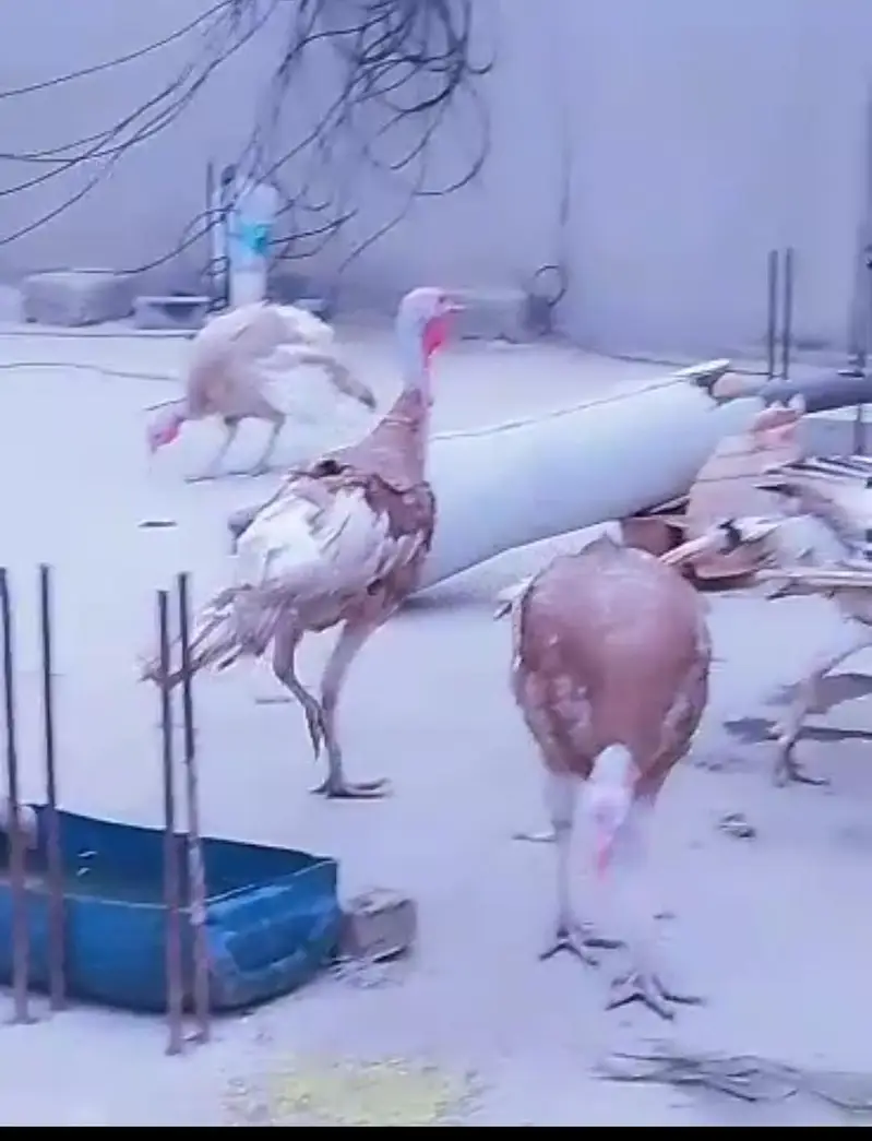 Turkey Birds — photo 6
