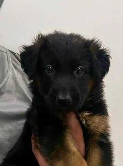 Pure German Shepherd Puppy| Male , Female |