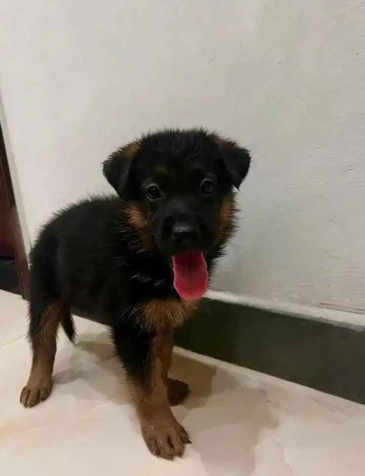 Pure German Shepherd Puppy| Male , Female | — photo 2