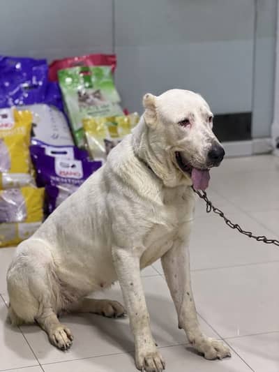 Alabai Breeder Female