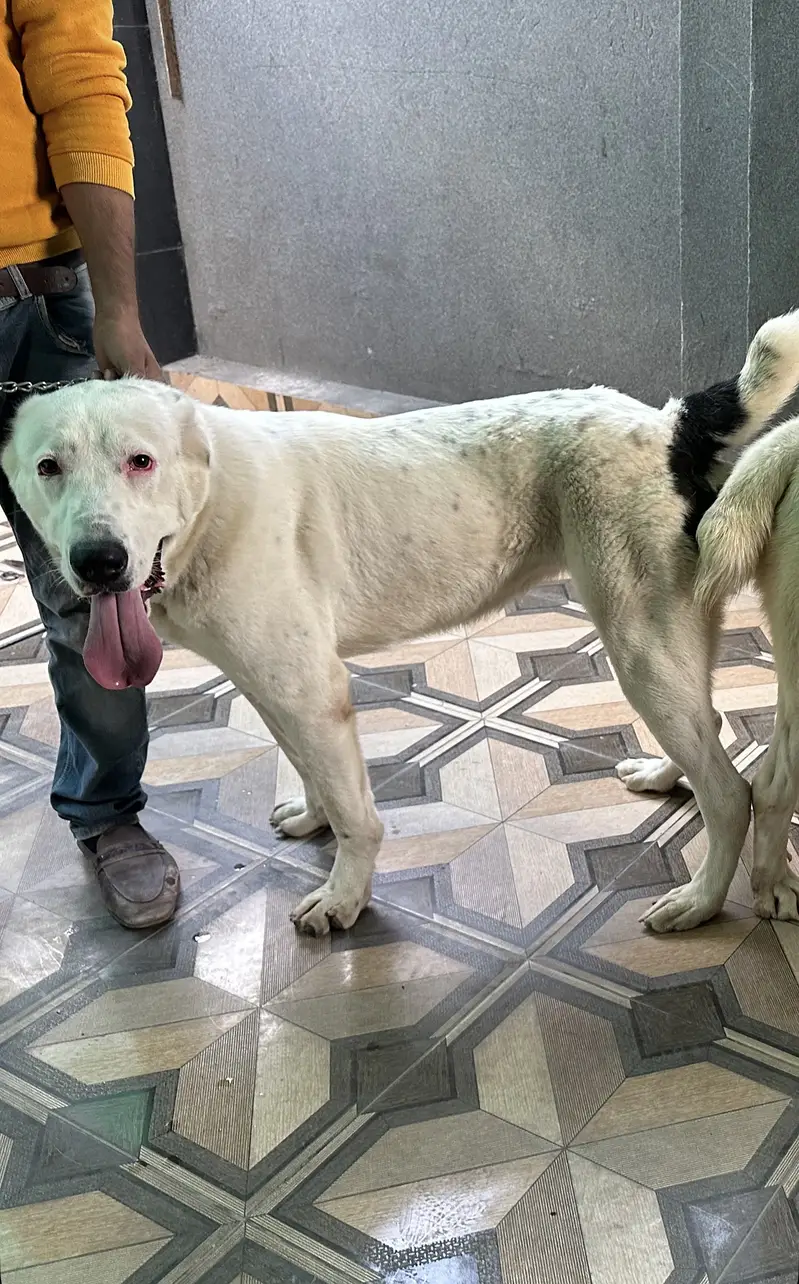 Alabai Breeder Female — photo 2