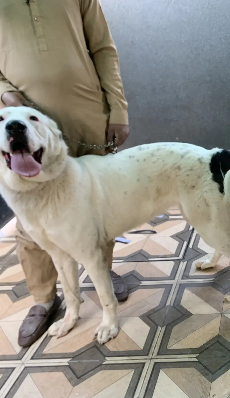 Alabai Breeder Female — photo 3
