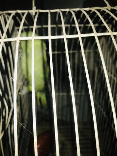 Female Green parrot