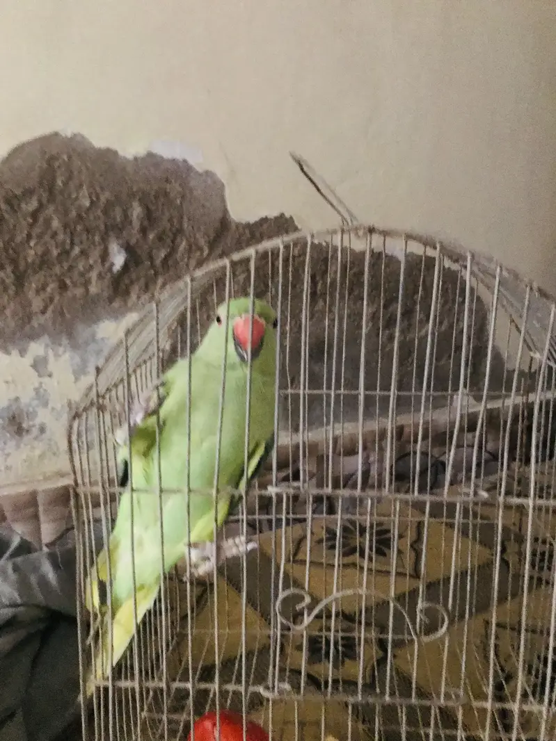 Female Green parrot — photo 2