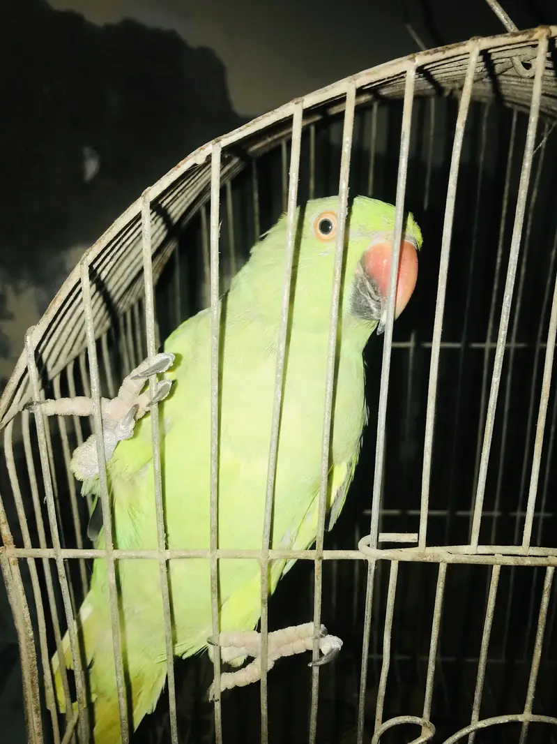Female Green parrot — photo 3