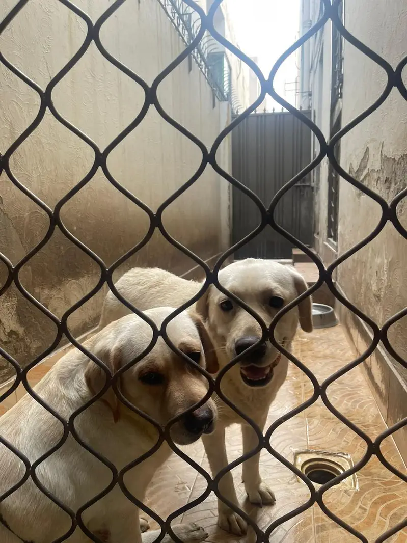 pedigree labrador pair — photo 2