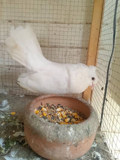 3 different pairs of beautiful pigeons