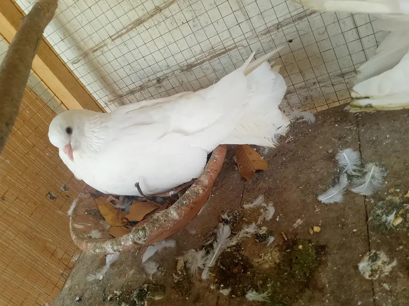 3 different pairs of beautiful pigeons — photo 2