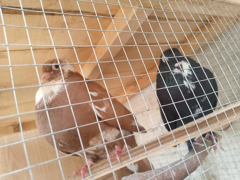 3 different pairs of beautiful pigeons — photo 3