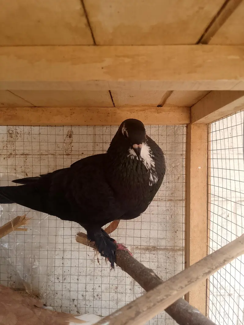 3 different pairs of beautiful pigeons — photo 4