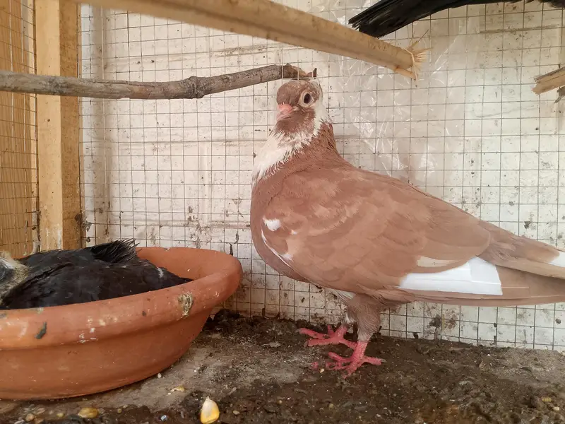 3 different pairs of beautiful pigeons — photo 5