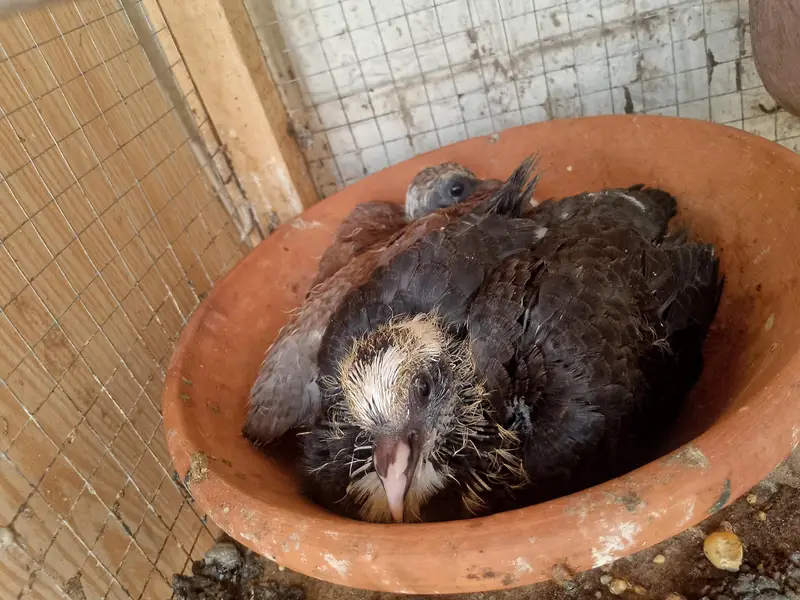 3 different pairs of beautiful pigeons — photo 6