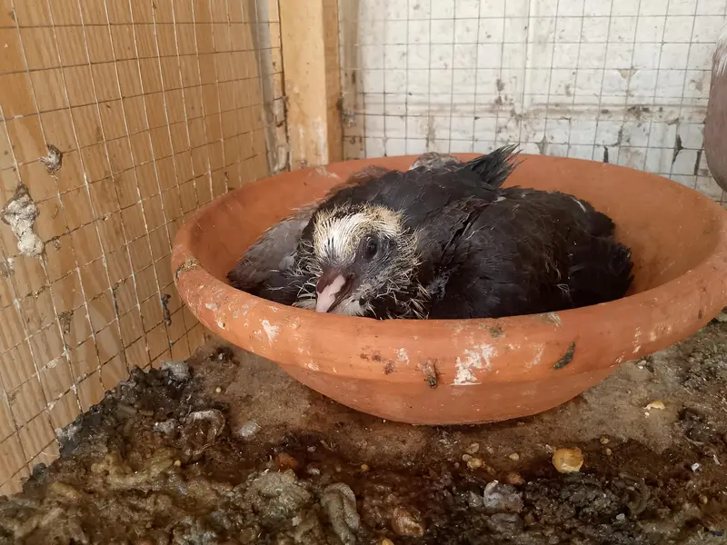3 different pairs of beautiful pigeons — photo 7