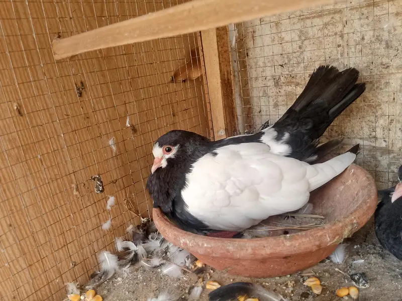3 different pairs of beautiful pigeons — photo 8