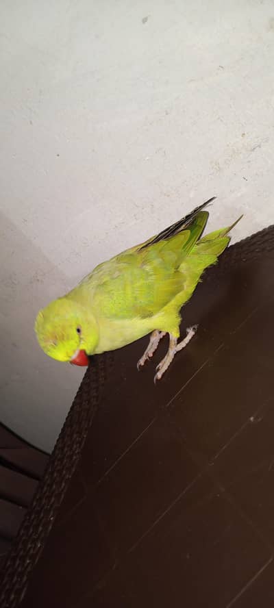 hand taim green parrots
