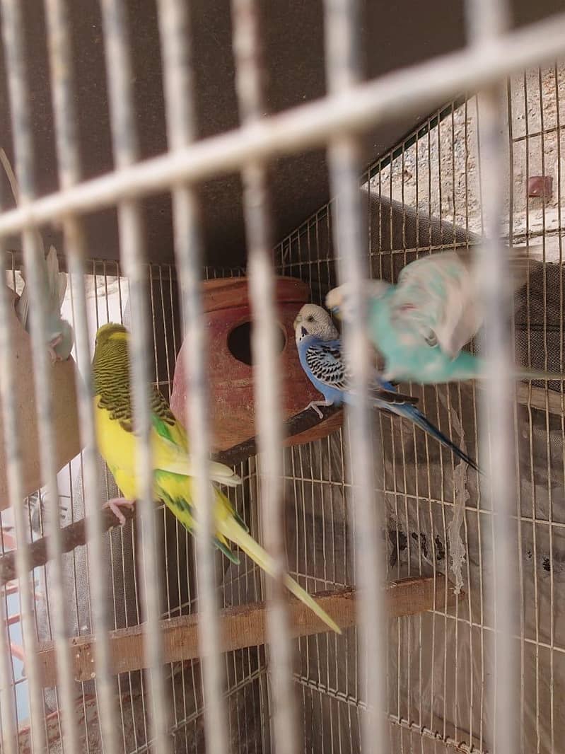 Breeder Pair 0
