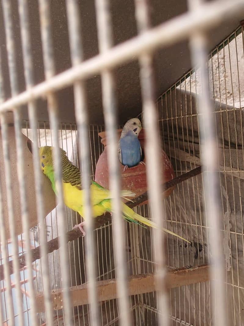 Breeder Pair 1