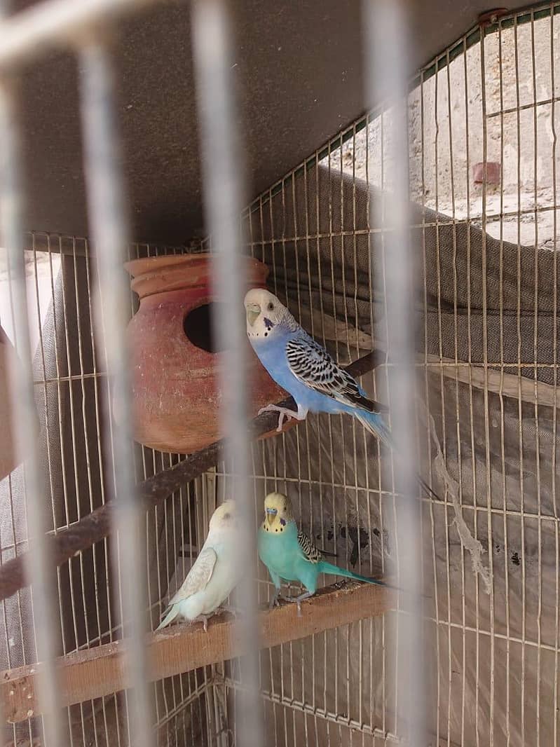 Breeder Pair 2