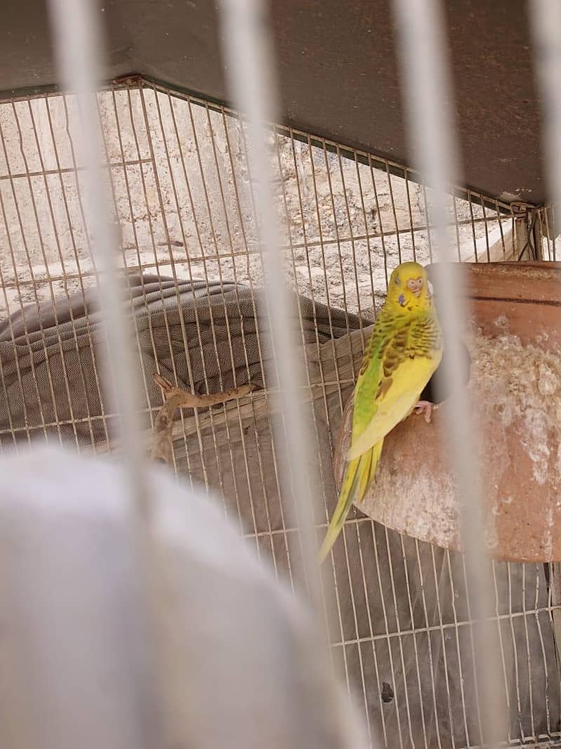Breeder Pair 3