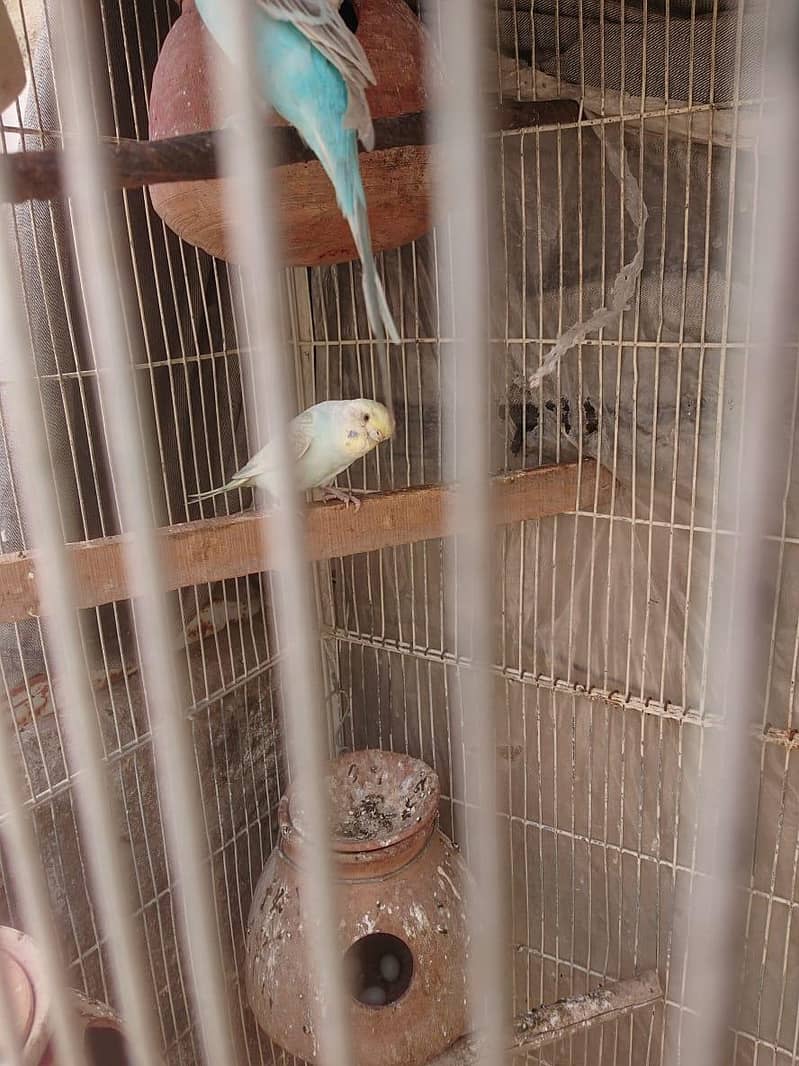 Breeder Pair 4