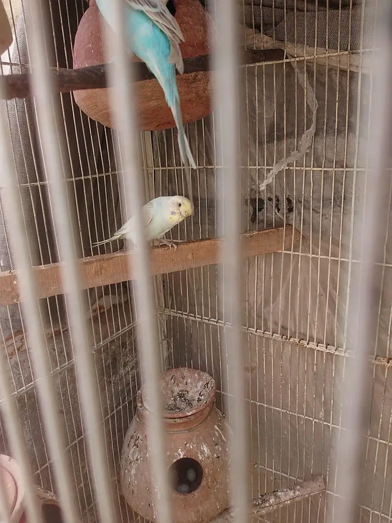 Breeder Pair — photo 5