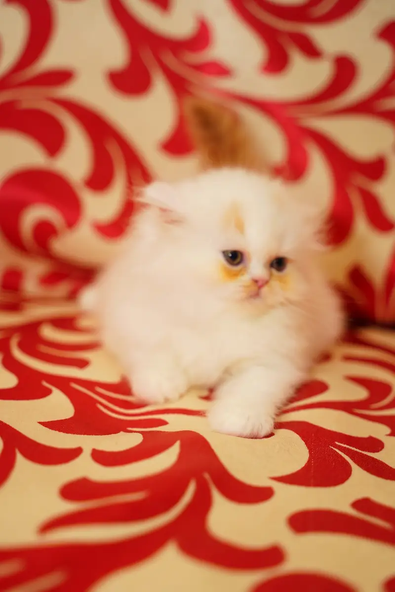 Pure Persian Kittens | Punch Face | Triple Coat | Heavy Fur | Piki — photo 4
