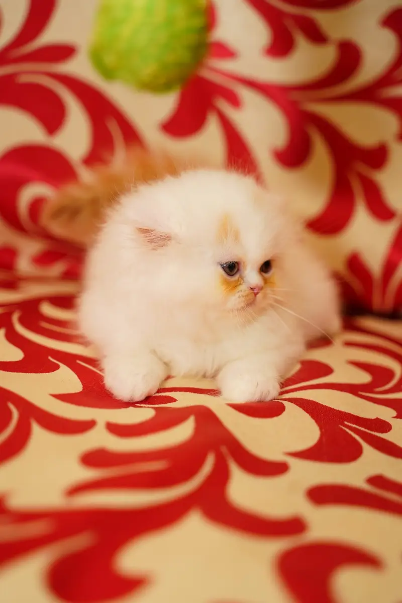 Pure Persian Kittens | Punch Face | Triple Coat | Heavy Fur | Piki — photo 5