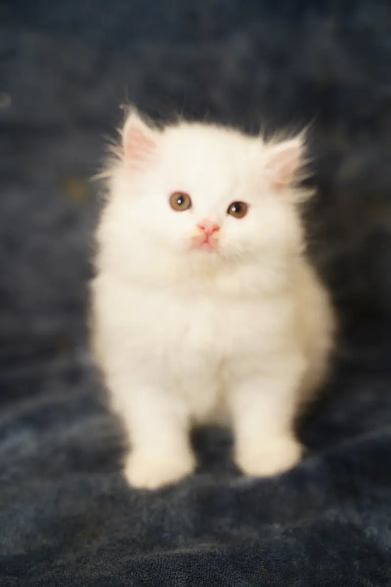 Pure Persian Kittens | Punch Face | Triple Coat | Heavy Fur | Piki — photo 7