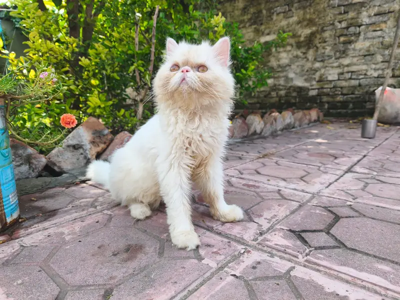 Pure Persian Kittens | Punch Face | Triple Coat | Heavy Fur | Piki — photo 8