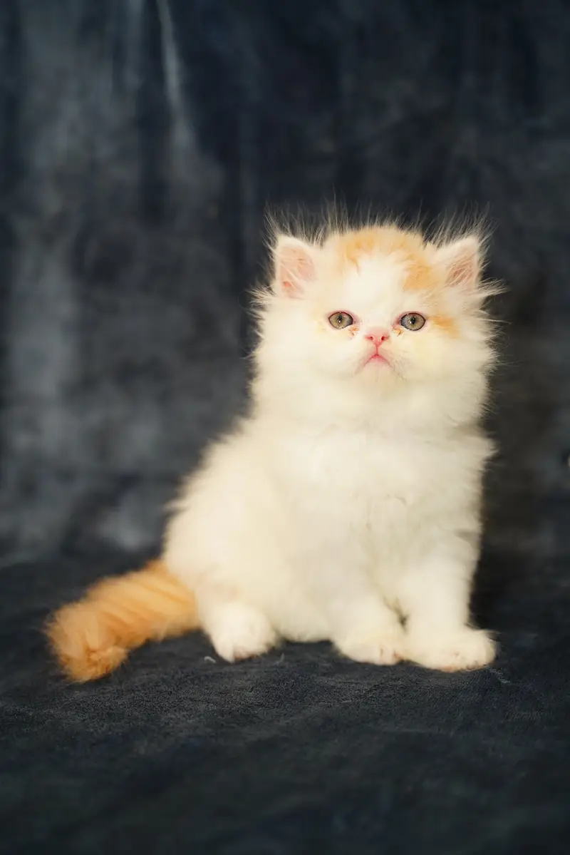Pure Persian Kittens | Punch Face | Triple Coat | Heavy Fur | Piki — photo 9