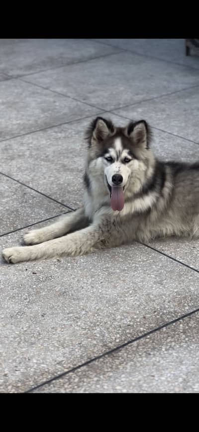 Alaskan Malamute Stud Availble Only