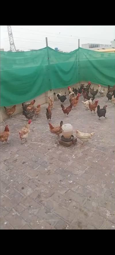 انڈے والی مرغیاں دستیاب ہیں