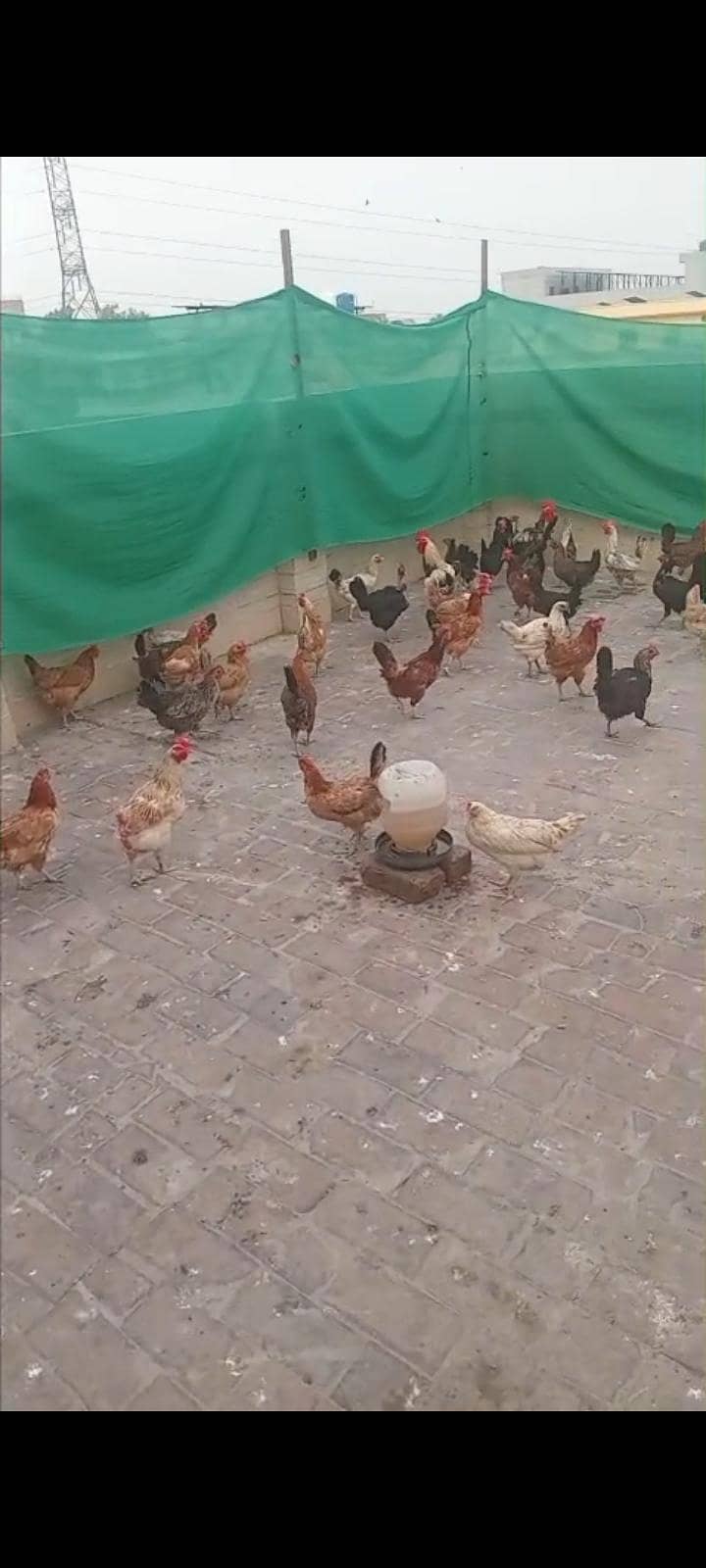 انڈے والی مرغیاں دستیاب ہیں 0