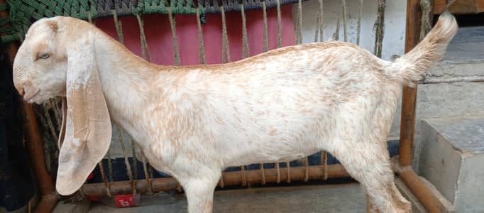 High quality makhi cheena bacha