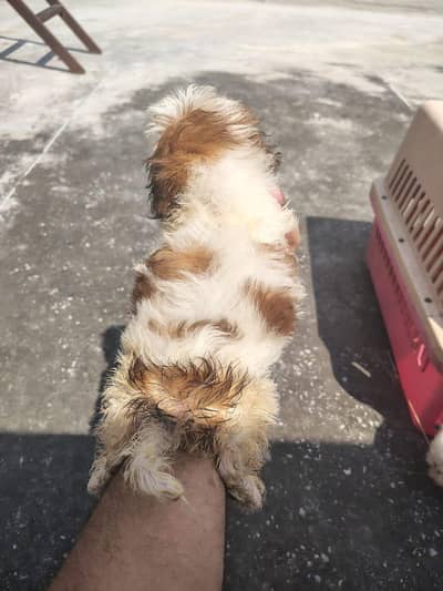 shihtzu male and female puppy healthy and active