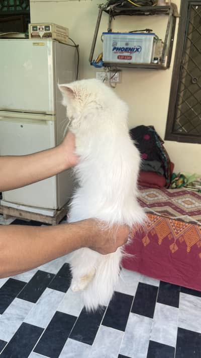 2 cat available for sell persian tripal coad