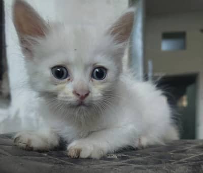 Persian