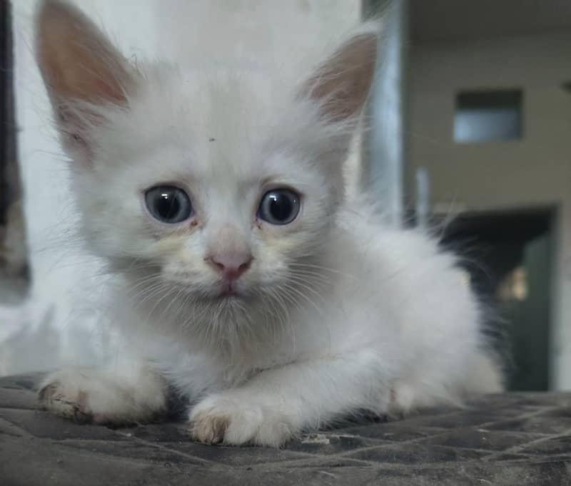 Persian 0