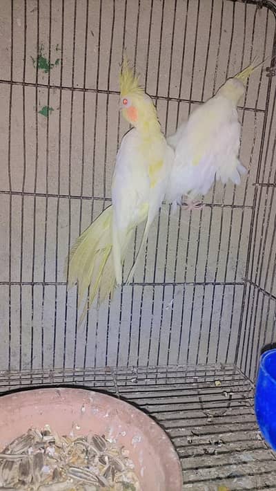 Breeder Female