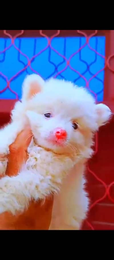 russian pink nose puppies